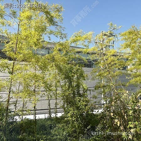 屋上緑地