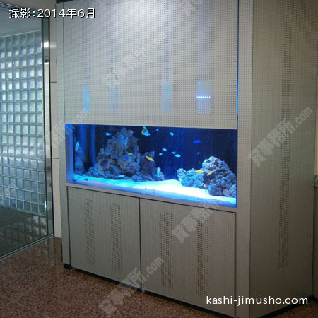 鑑賞用熱帯魚